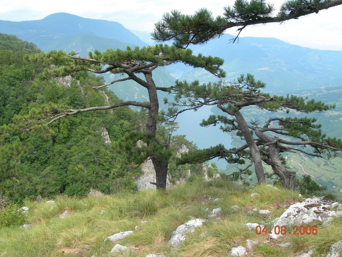 Vila Dodi Villa Bajina Basta Kültér fotó