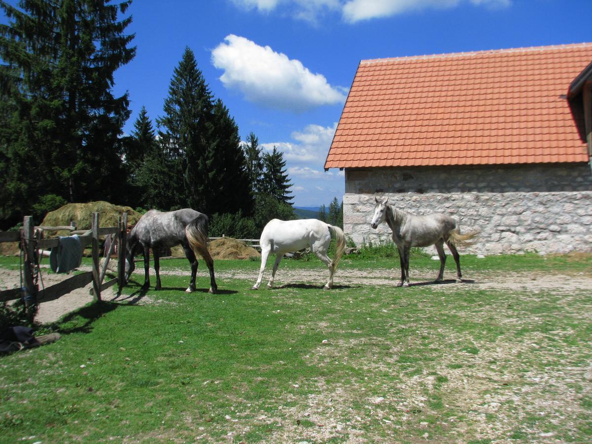 Vila Dodi Villa Bajina Basta Kültér fotó